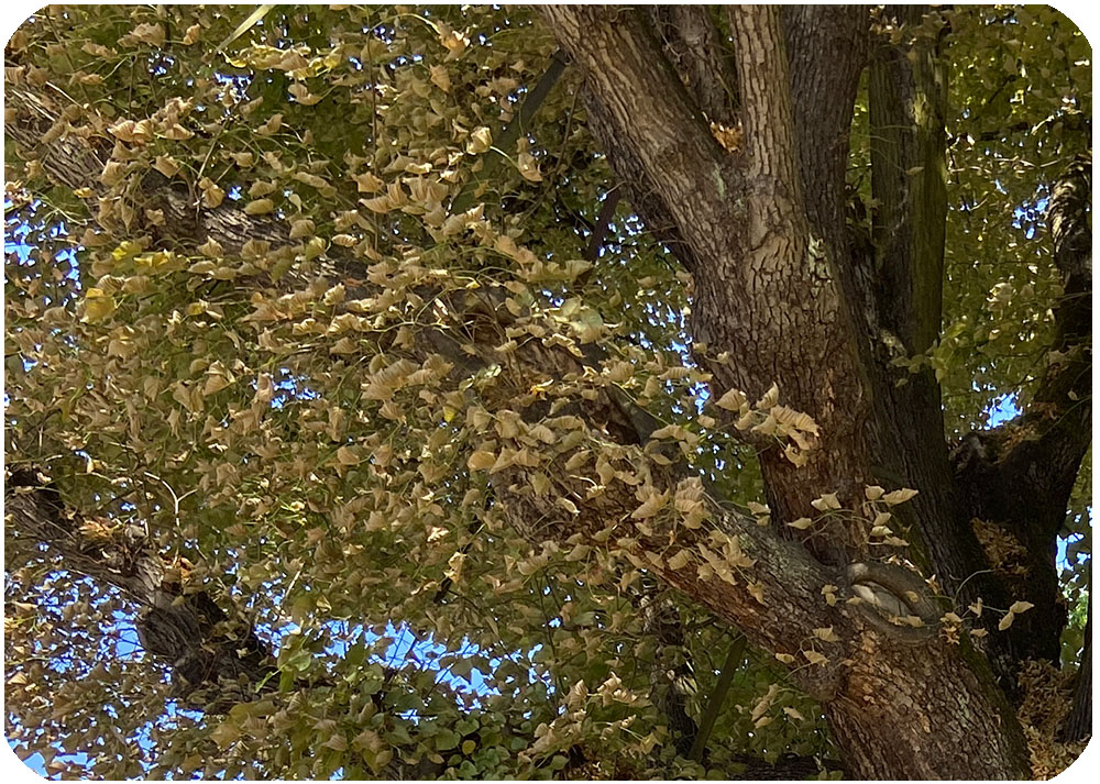 Lindenbaum Ausschnitt